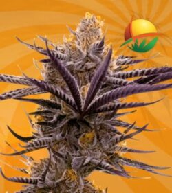 Blue Berry Badazz fem min 2