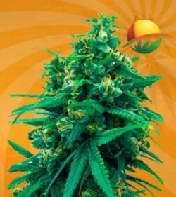 Blue Cheese Autoflower min