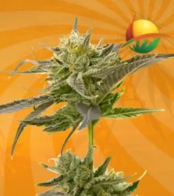 Blue Fruit Autoflower min