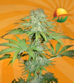 Blue Haze fem min