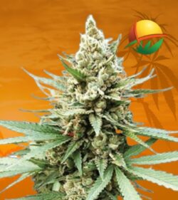 Blue Og fem min