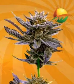 Blue berry autoflower min