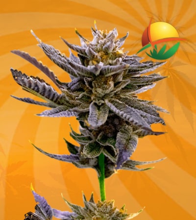 Blue berry autoflower min