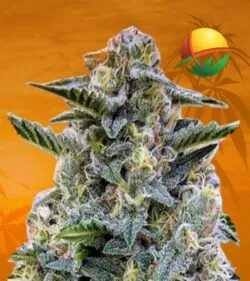 Bruce Banner Reg min