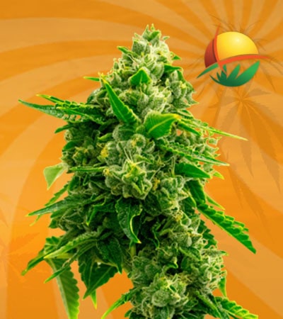 Bruce Banner autoflowering min 1