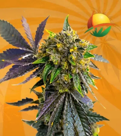 Bubba Kush autoflower min