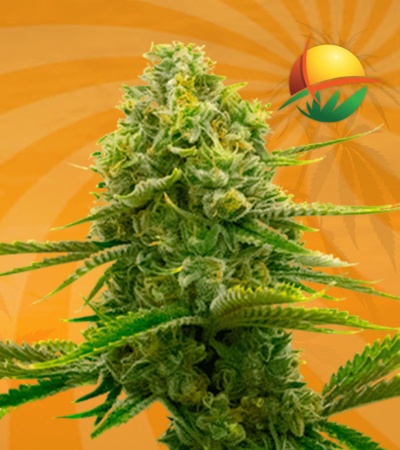 Bubblegum autoflower