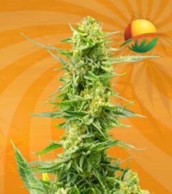 CBD Strawberry Kush min