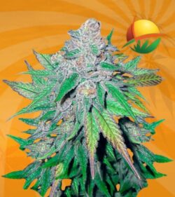 California Dream fem min