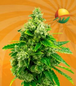 Candy Kush fem min