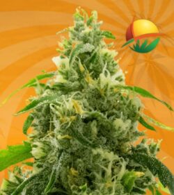 Candy Land Peyote fem min