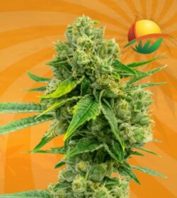 Cheese Diesel fem min 2
