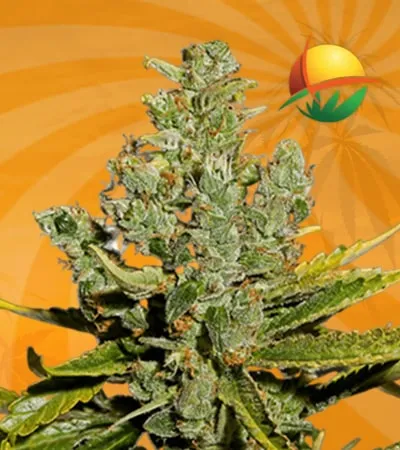 Cheese autoflower min 2