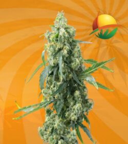 Chemdog 4 cbd min