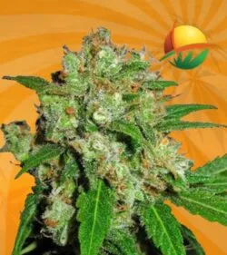 Cream Candy Autoflower min