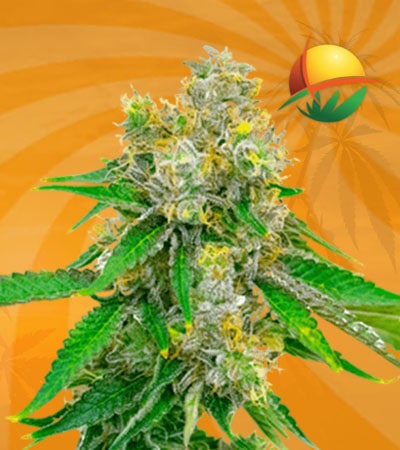Cream autoflower min
