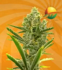 Critical 2.0 autoflower min 3