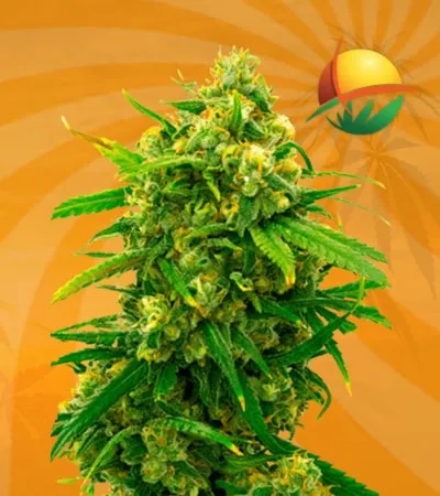 Critical Autoflower min 1