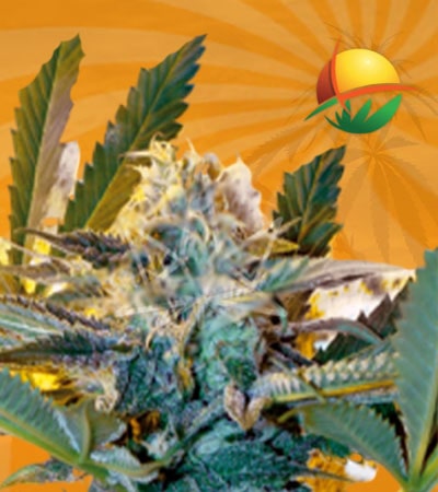 Critical Kush fem min 1