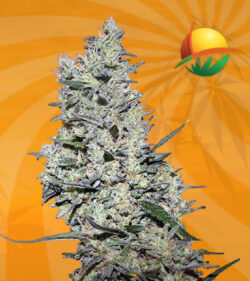 Critical Marijuana Seeds