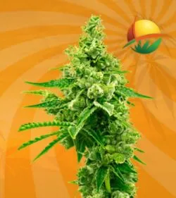 Critical Mass autoflower min