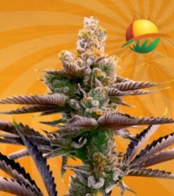 Critical Purple autoflower min
