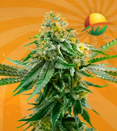 Critical x Northern LIghts fem min