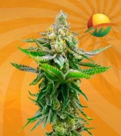 Devil XXL Autoflower
