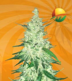 Diesel Cbd min 2