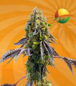 Fruit autoflower min