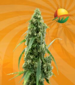 G13 autoflower min 2