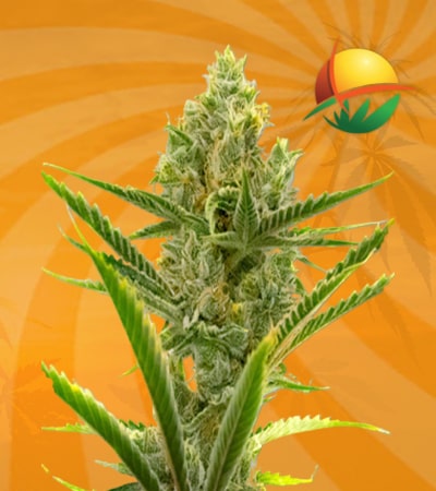 Gelato Autoflower min