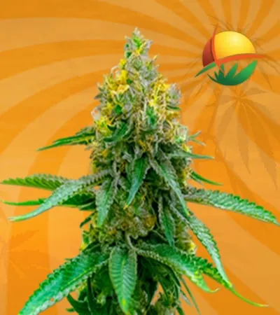Girl Scout Cookies autoflower min 2