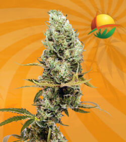Gold Leaf Marijuana Seeds