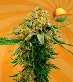 Gorilla G Lemon fem min