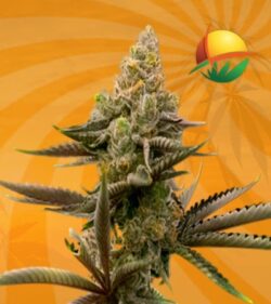 Gorilla Glue 4 autoflower min