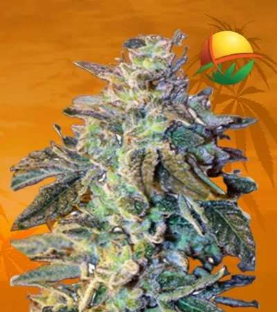 Gorilla Glue x Grapefruit regular min 1