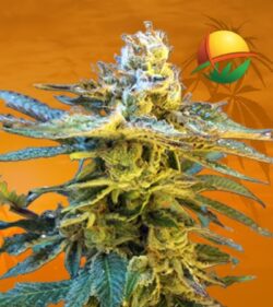 Grandaddy Black Feminized min
