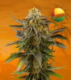 Grandaddy Bruce Feminized min