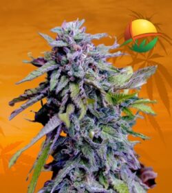 Grandaddy Purple fem min