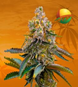 Grape Killer 99 fem min 1
