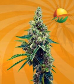 Grapefruit Autoflower min 1