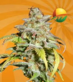 Harlequin cbd min