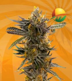Haze XL autoflower min