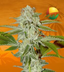 Hellfire OG Feminized min
