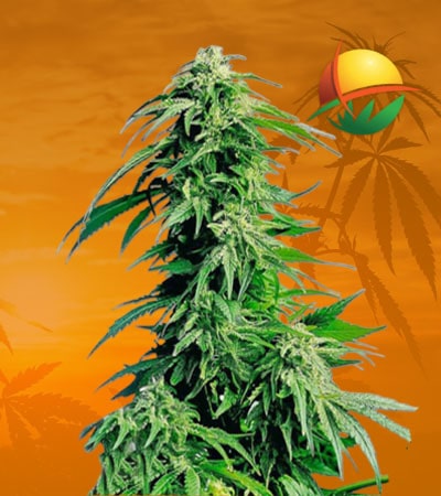 Hindu Kush fem min