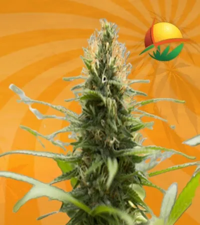 Jack Herer Feminized min