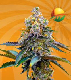 Killer Marijuana Seeds