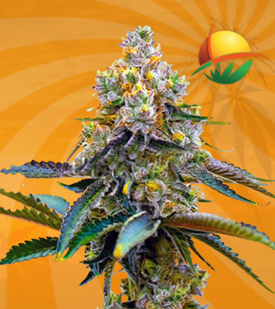 Killer Marijuana Seeds