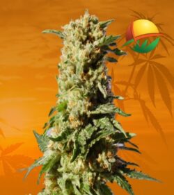Kosher Kush fem min